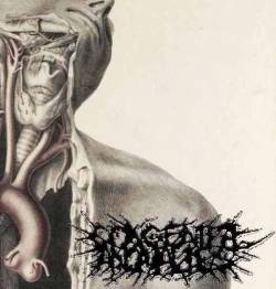 Congenital Anomalies : Haemagogus